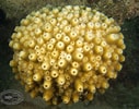 Image result for Astreopora Colonies. Size: 127 x 100. Source: www.chaloklum-diving.com