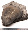 Image result for Monodontidae Fossils. Size: 91 x 100. Source: fossil.15656.com
