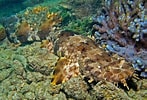 Image result for Orectolobus ornatus. Size: 147 x 100. Source: www.sharkwater.com