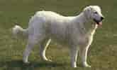 Image result for Kuvasz Brugsegenskaber. Size: 165 x 100. Source: be.chewy.com