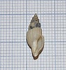 Image result for "oenopota Turricula". Size: 94 x 100. Source: www.isjerp.nl