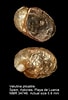 Image result for Velutina plicatilis Anatomie. Size: 68 x 100. Source: www.nmr-pics.nl