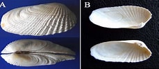 Afbeeldingsresultaten voor "petricola Pholadiformis". Grootte: 229 x 100. Bron: www.semanticscholar.org