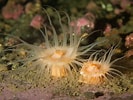 Image result for "hormathia Digitata". Size: 133 x 100. Source: www.seawater.no