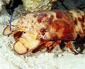 Image result for Scyllarides aequinoctialis Habitat. Size: 124 x 100. Source: reefguide.org