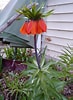 Image result for "fritillaria Drygalskii". Size: 73 x 100. Source: www.reddit.com