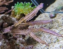 Image result for "pterogorgia Guadalupensis". Size: 127 x 100. Source: www.communitycorals.de