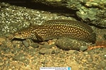 Image result for "gaidropsarus Guttatus". Size: 150 x 100. Source: www.reeflex.net