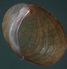 Image result for Otina ovata Species. Size: 97 x 100. Source: www.naturamediterraneo.com
