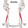 Afbeeldingsresultaten voor Musculus Gracilis Gray's Anatomy. Grootte: 98 x 100. Bron: bodyworksprime.com