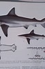 Image result for "carcharhinus Hemiodon". Size: 66 x 100. Source: www.researchgate.net