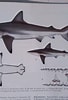 Image result for "carcharhinus Hemiodon". Size: 68 x 100. Source: www.researchgate.net