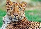 Résultat d’image pour Leopard. Taille: 140 x 100. Source: www.pandaclub.ch