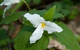 Image result for White Trillium. Size: 159 x 100. Source: inplantaday.blogspot.com