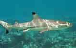 Black Tip Fin Shark 的图像结果.大小：158 x 100。 资料来源：www.sharksider.com