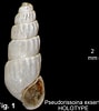 Image result for "chrysallida Indistincta". Size: 89 x 100. Source: seashellsofnsw.org.au