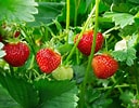 Image result for Strawberry Plants. Size: 128 x 100. Source: www.gardeningknowhow.com