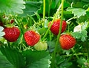 Image result for Strawberry Plants. Size: 130 x 100. Source: www.gardeningknowhow.com