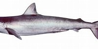 Image result for "carcharhinus Macloti". Size: 200 x 86. Source: www.sharkwater.com