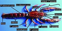 Image result for Thalassina anomala Familie. Size: 198 x 100. Source: www.researchgate.net
