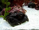 Image result for "actaeodes Tomentosus". Size: 130 x 100. Source: www.youtube.com