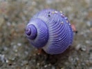 Image result for "janthina Exigua". Size: 133 x 100. Source: www.mollusca.co.nz