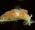 Afbeeldingsresultaten voor "coryphella Verrucosa". Grootte: 117 x 100. Bron: opistobranquis.info
