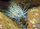 Image result for Diadumenidae Feiten. Size: 138 x 100. Source: www.european-marine-life.org