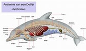 Afbeeldingsresultaten voor Anatomie Dolfijn. Grootte: 168 x 100. Bron: nl.wikipedia.org
