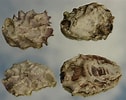 Image result for Japanse oester Bewerkingen. Size: 126 x 100. Source: www.zeelandnet.nl