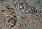 Image result for Microchirus ocellatus. Size: 142 x 100. Source: doris.ffessm.fr