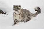 Risultato immagine per Snow Leopard Subfamily. Dimensioni: 150 x 100. Fonte: www.treehugger.com