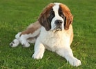 Image result for St. Bernard Dog Breed Lifespan. Size: 139 x 100. Source: puppytoob.com