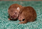 Afbeeldingsresultaten voor baby Hermelijn. Grootte: 142 x 100. Bron: fiyiz.net