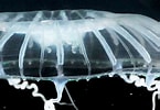 Image result for Aequoreidae. Size: 145 x 100. Source: www.roboastra.com