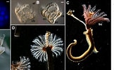 Image result for Hydroides elegans Verwante Zoekopdrachten. Size: 162 x 100. Source: www.semanticscholar.org