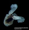 Image result for "limacina helicina helicina Acuta". Size: 99 x 100. Source: www.marinespecies.org