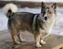Bildergebnis für fransk vallhund. Größe: 129 x 100. Quelle: encolombia.com