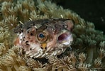 Image result for "amphilonche Diodon". Size: 148 x 100. Source: www.aquariophilie.org