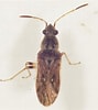 Afbeeldingsresultaten voor "bradycalanus Pseudotypicus". Grootte: 89 x 100. Bron: bugguide.net
