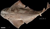 Image result for "squatina Dumeril". Size: 168 x 100. Source: shark-references.com
