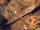 Image result for "pomatoschistus Norvegicus". Size: 133 x 100. Source: www.britishmarinelifepictures.co.uk