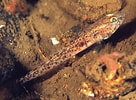 Image result for "pomatoschistus Norvegicus". Size: 136 x 100. Source: www.britishmarinelifepictures.co.uk