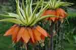 Image result for "fritillaria Sargassi". Size: 150 x 100. Source: plantswise.com