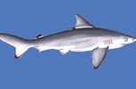 Image result for "carcharhinus Hemiodon". Size: 153 x 100. Source: indianbiodiversitytalk.blogspot.com