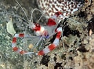 Image result for Stenopus hispidus. Size: 137 x 100. Source: www.zoopicture.ru