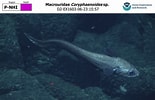 Image result for Coryphaenoides mediterraneus Klasse. Size: 155 x 100. Source: www.ncei.noaa.gov