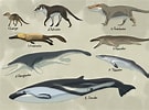 Image result for evolution of Whales. Size: 135 x 100. Source: www.deviantart.com