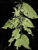 Image result for "parundella Caudata". Size: 75 x 100. Source: plantidtools.fieldmuseum.org