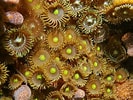 Image result for "Zoanthus Pulchellus". Size: 133 x 100. Source: www.istockphoto.com